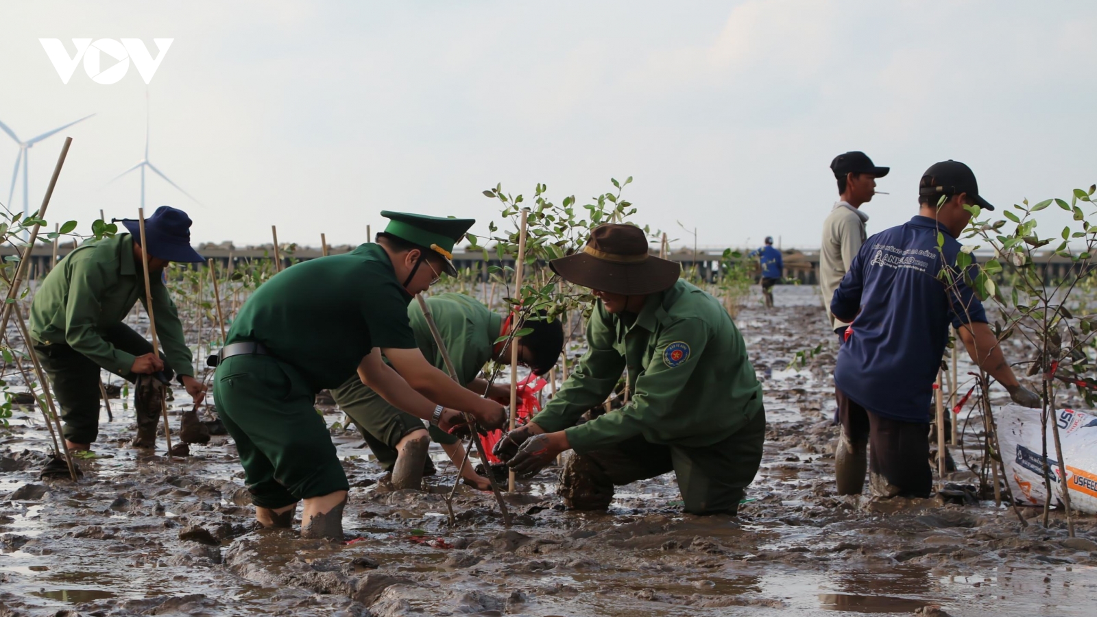 Cần Thơ phát động trồng 240.000 cây rừng, phục hồi hệ sinh thái ven biển