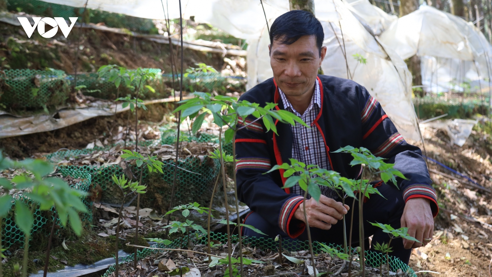 Tận dụng hệ sinh thái đa dạng, Quảng Ngãi thúc đẩy phát triển dược liệu