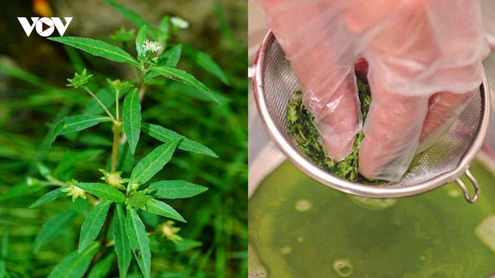 Cây thuốc quý không trồng vẫn mọc um tùm đầy vườn, nhiều người lại tưởng cỏ dại