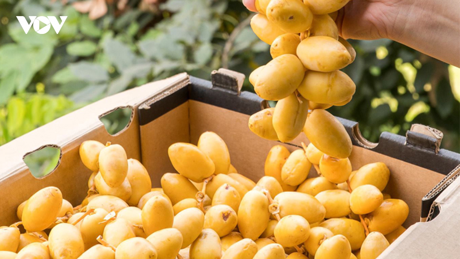 Chà là - “siêu quả” ngọt tự nhiên và những lợi ích sức khỏe ít người biết