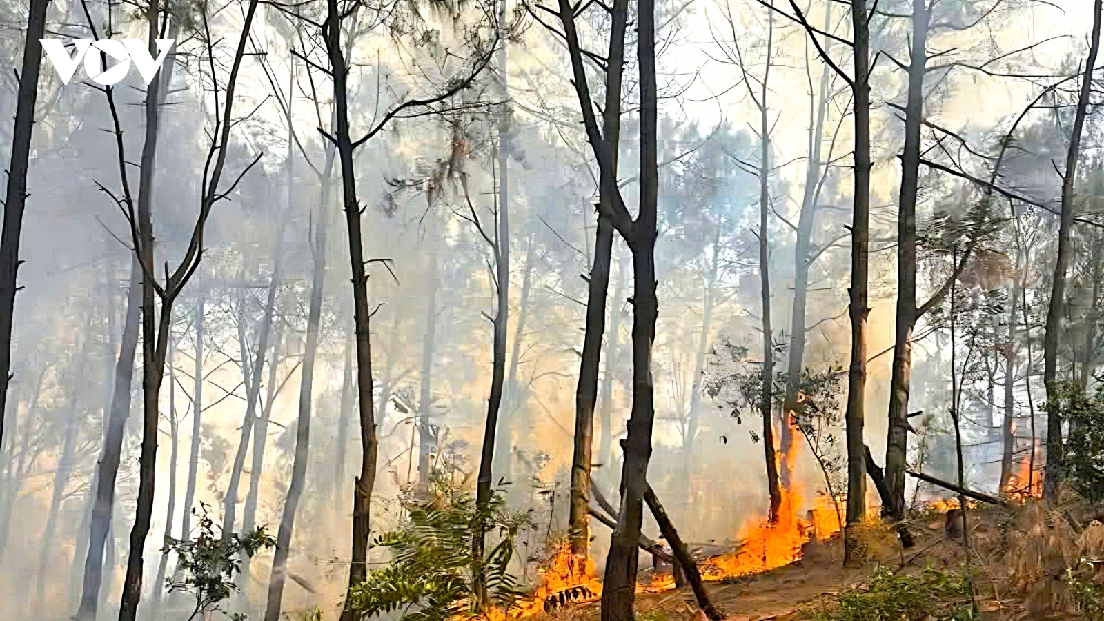 Cháy rừng sản xuất tại Nghệ An, hơn 1ha cây keo bị thiêu rụi