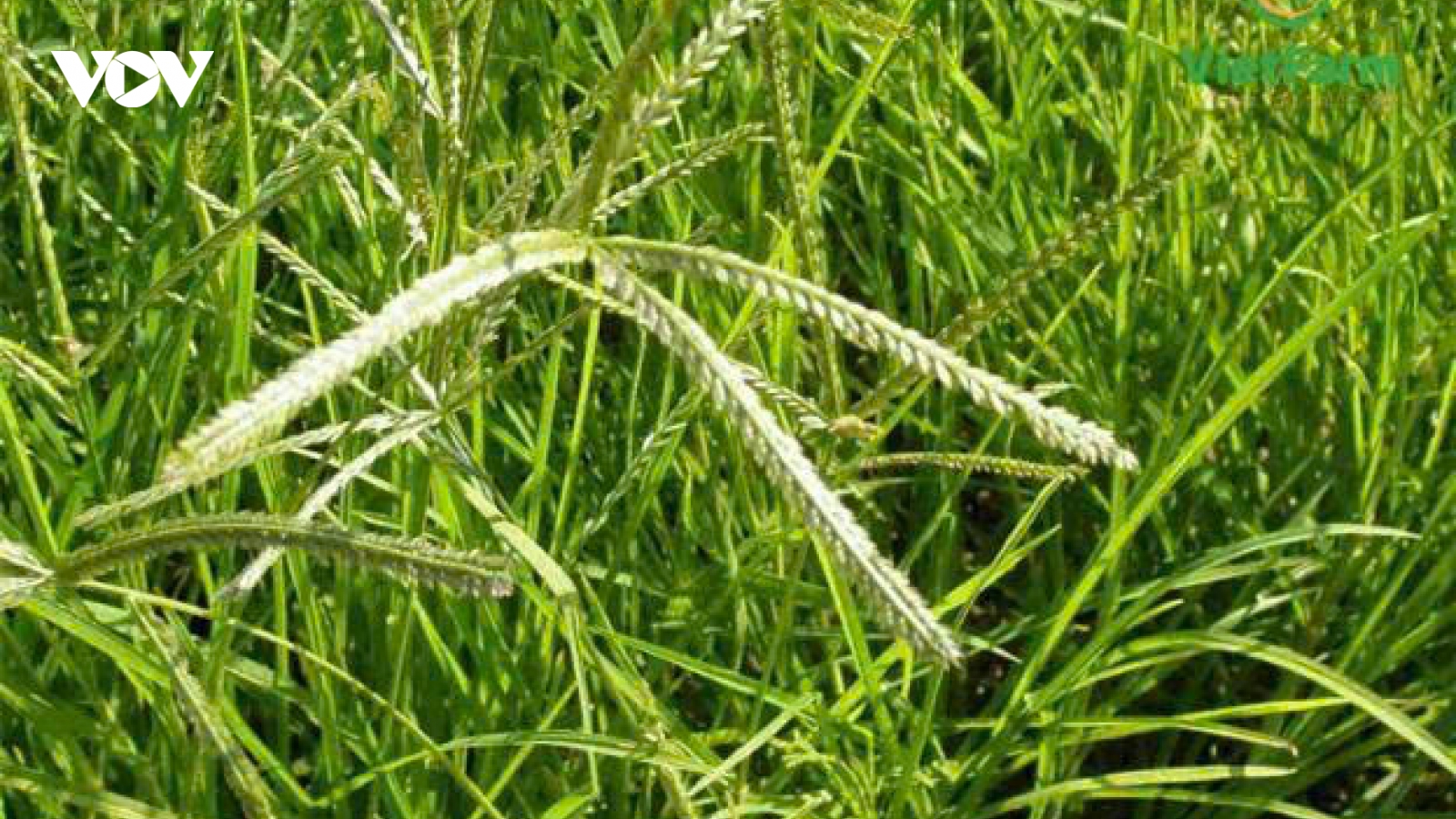 Cỏ mần trầu: Thảo dược dân dã nhưng công dụng bất ngờ với sức khỏe