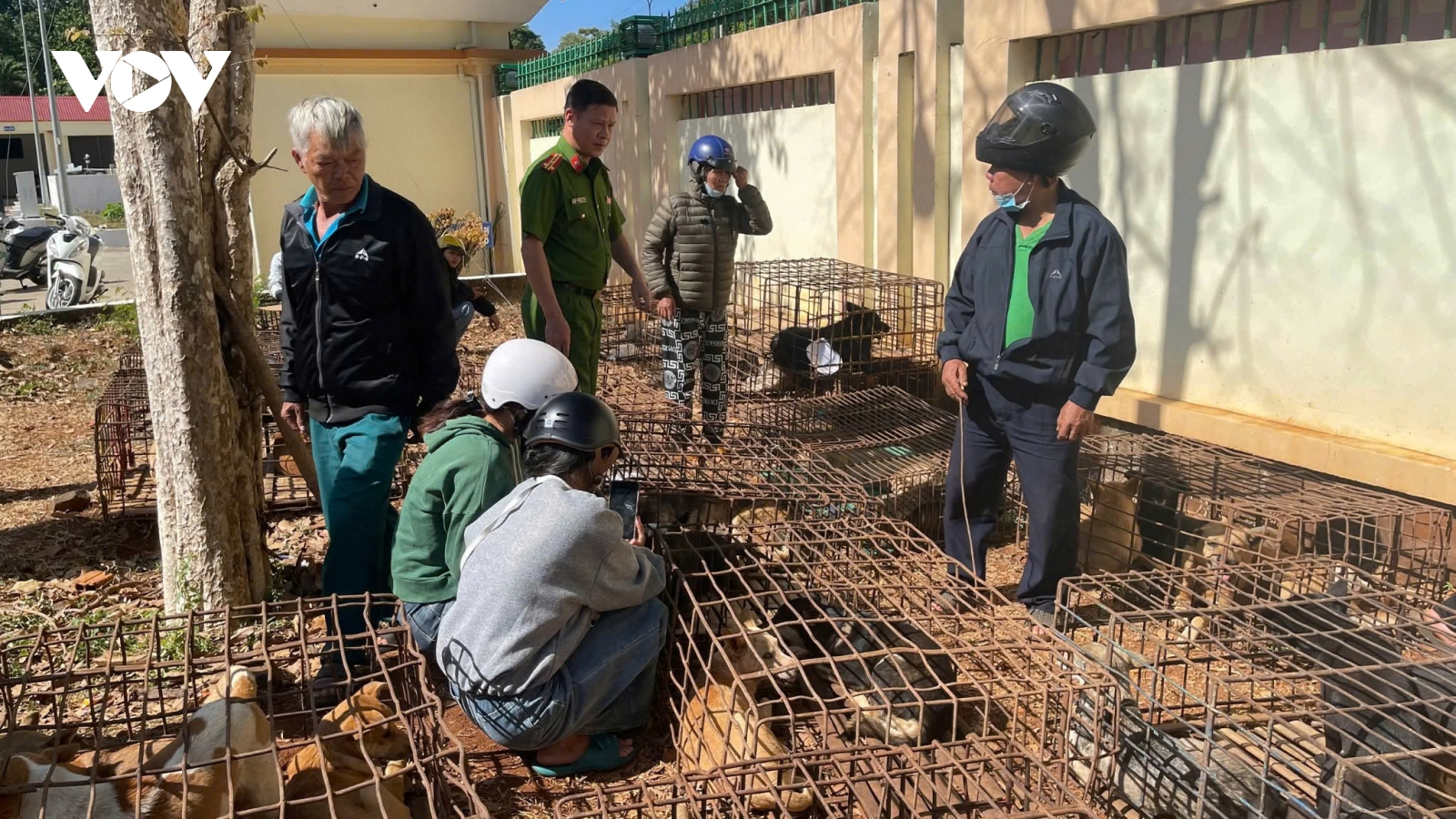 Khởi tố, bắt tạm giam 2 đối tượng gây ra hàng loạt vụ trộm chó tại Đắk Lắk