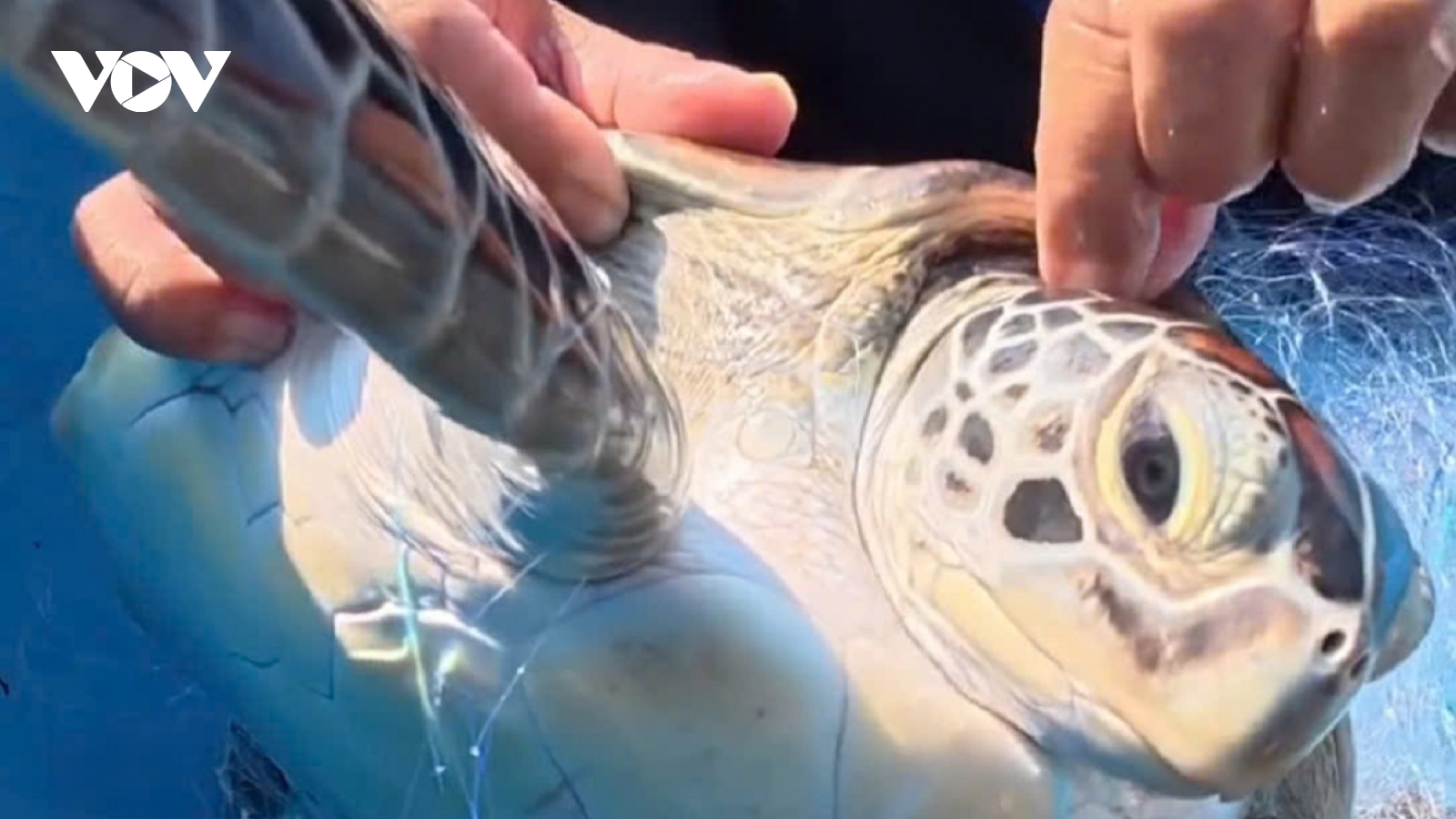 Một cá thể rùa biển quý hiếm mắc lưới đánh cá được thả về lại biển