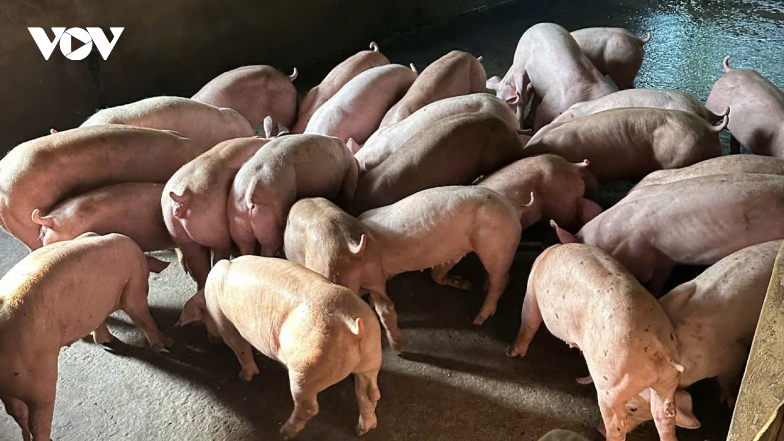 Đồng Tháp ứng phó với dịch tả heo châu Phi có nguy cơ bùng phát