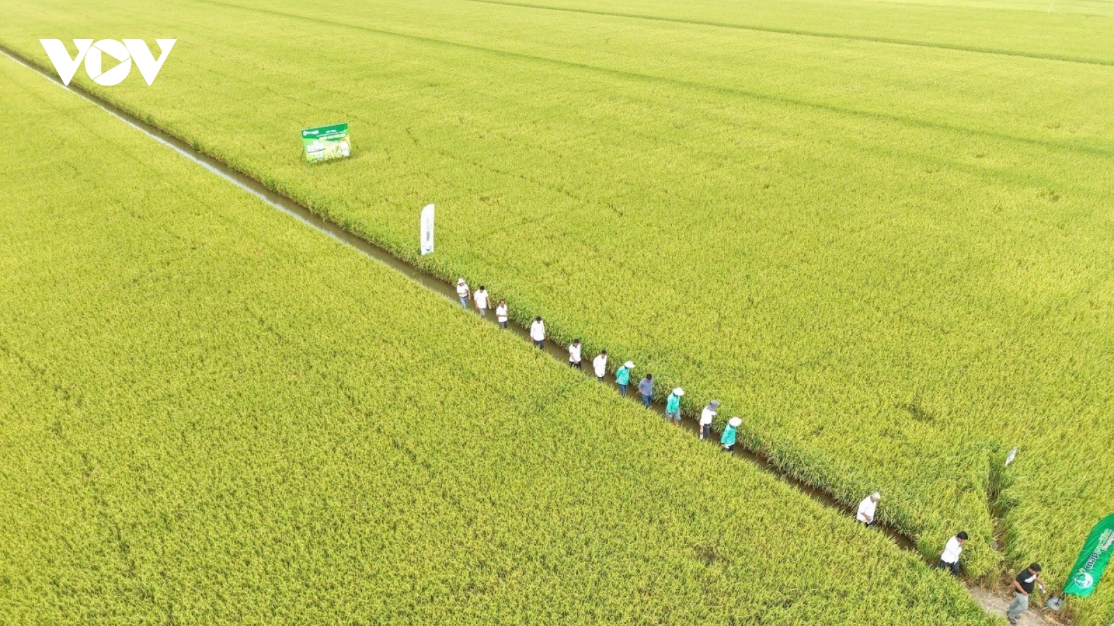 Đồng Tháp: Đẩy mạnh triển khai đề án 1 triệu ha lúa chất lượng cao, phát thải thấp