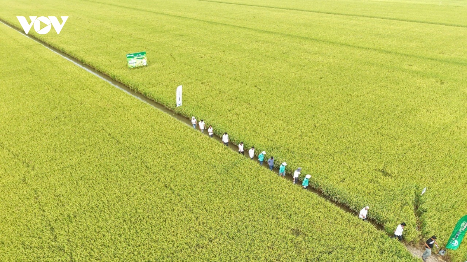 Đồng Tháp: Đẩy mạnh triển khai đề án 1 triệu ha lúa chất lượng cao, phát thải thấp