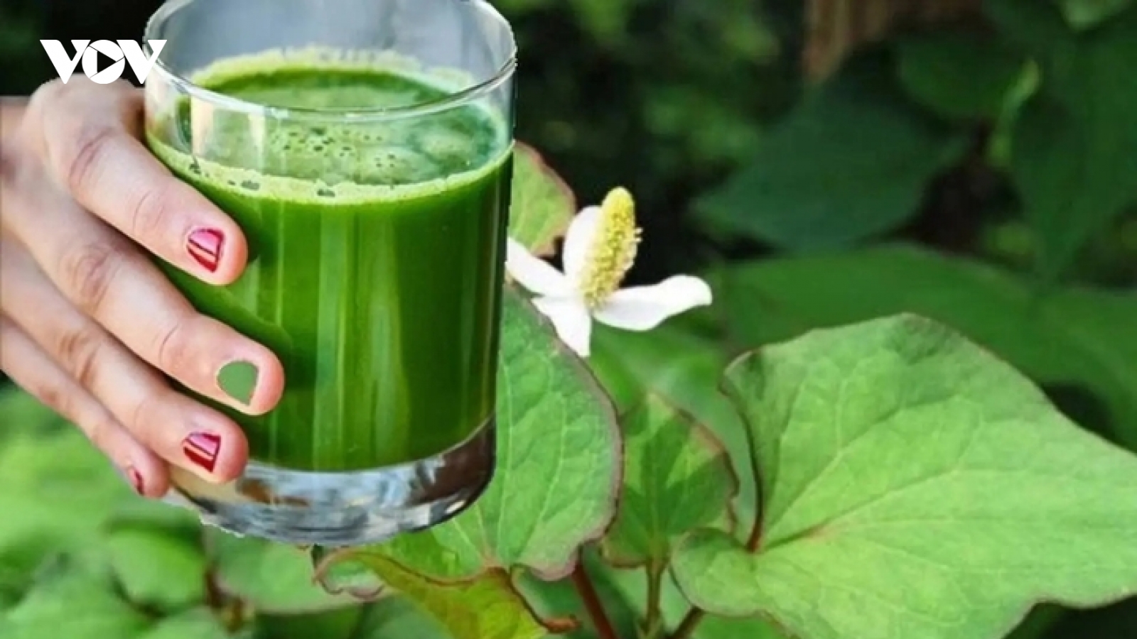 Uống nước rau diếp cá mỗi ngày có tốt?