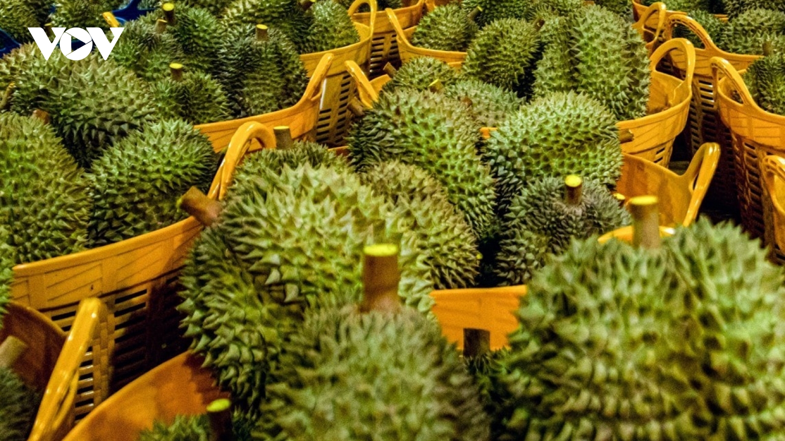 Trái sầu riêng ở tỉnh Đồng Tháp giá rớt “chạm đáy”, nhà vườn thua lỗ nặng