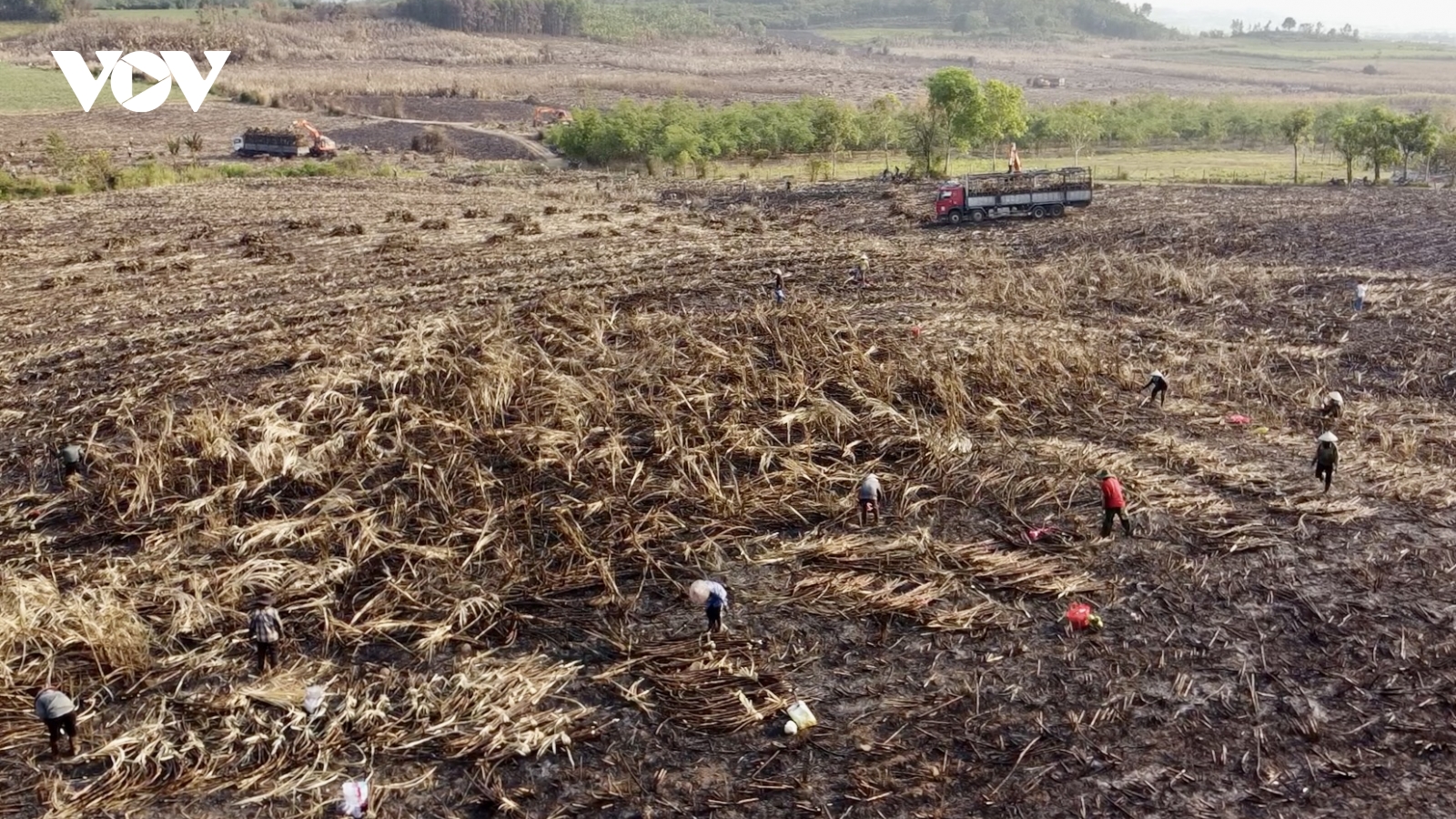 124 ha mía Đắk Lắk bị cháy trong nắng nóng cực điểm