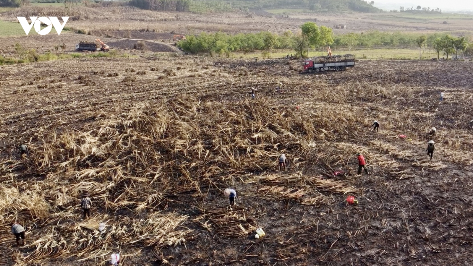 124 ha mía Đắk Lắk bị cháy trong nắng nóng cực điểm
