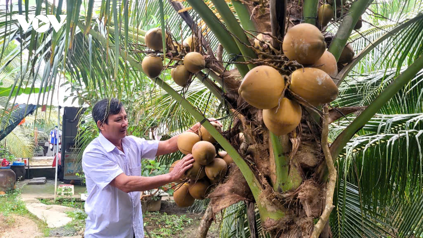 Nắng nóng, dừa xiêm tại Vĩnh Long, Đồng Tháp sốt giá, hút hàng