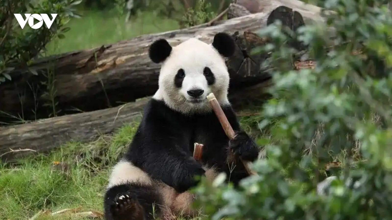 Trung Quốc và Mỹ khởi động “ngoại giao gấu trúc” trước thềm gặp thượng đỉnh