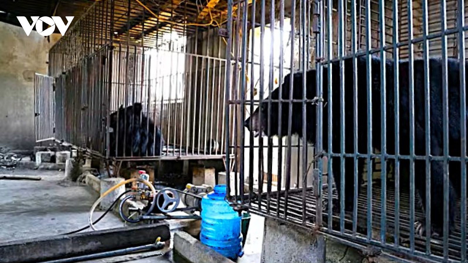 Một hộ dân ở Nghệ An tự nguyện bàn giao 2 cá thể gấu ngựa nuôi nhốt hơn 20 năm