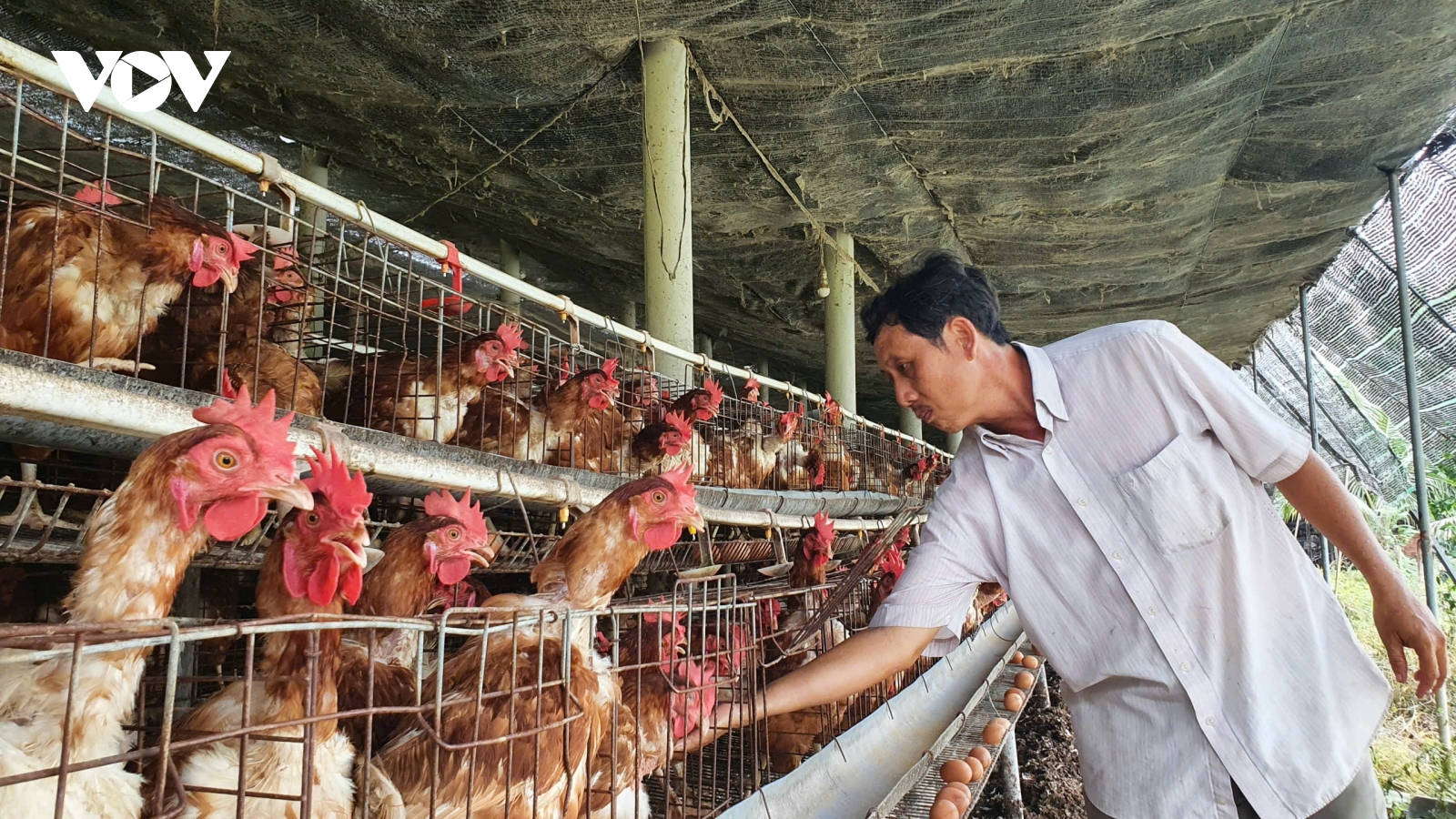 Ngành chăn nuôi tìm đường tự chủ giữa áp lực thị trường và chi phí