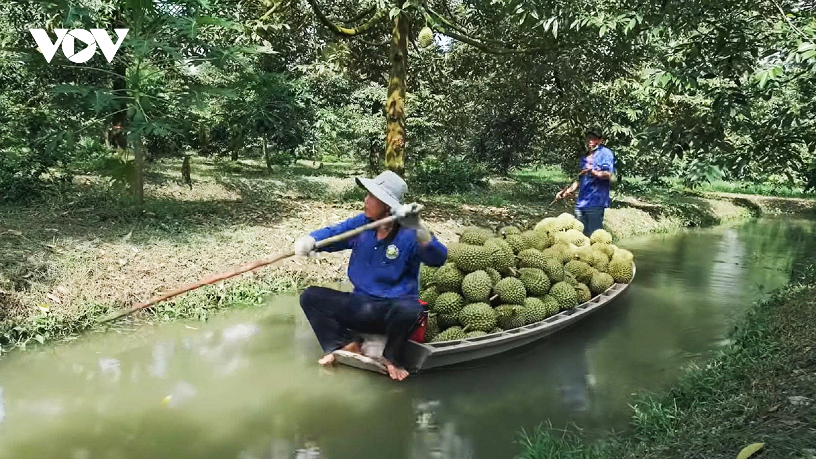 Vĩnh Long đẩy mạnh sản xuất sầu riêng đạt chuẩn hướng tới xuất khẩu bền vững
