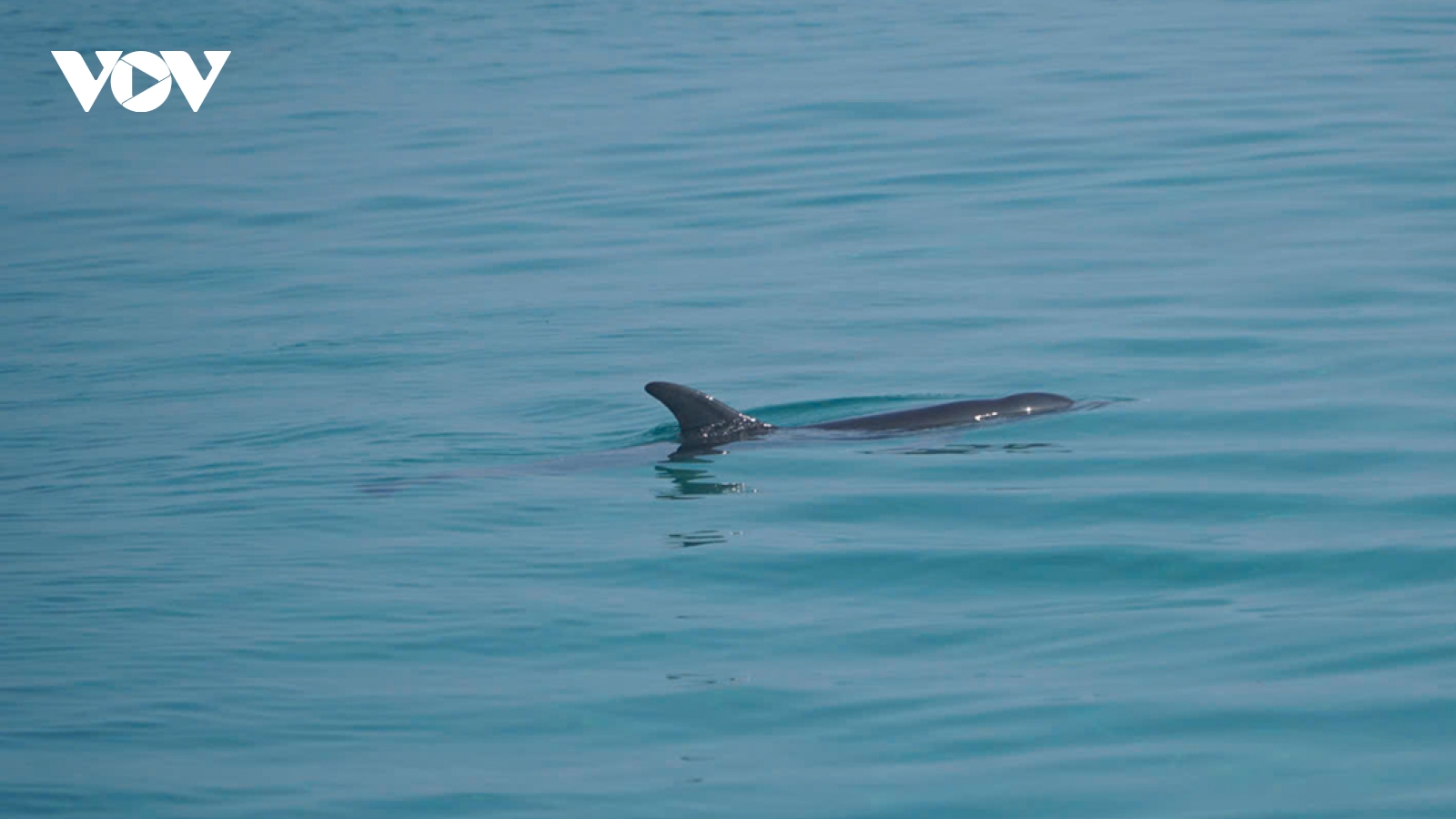 Cá heo bất ngờ xuất hiện ở vùng biển gần bờ đặc khu Lý Sơn, Quảng Ngãi