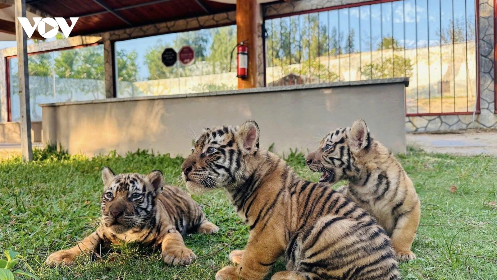 Thêm ba cá thể hổ Bengal chào đời trong sở thú tại Gia Lai