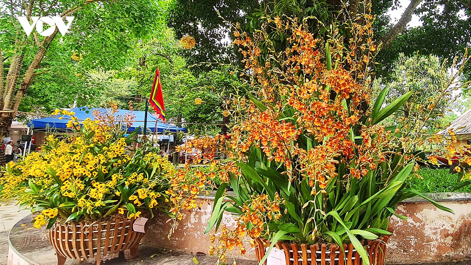 Hoa lan khoe sắc tại Đền Hùng, điểm nhấn hấp dẫn du khách dịp Giỗ Tổ Hùng Vương