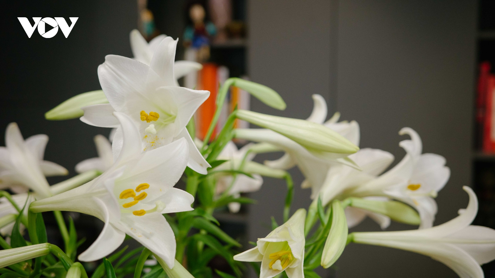 Hoa loa kèn cuối tháng Tư: Khi Hà Nội lặng lẽ bước sang mùa nắng