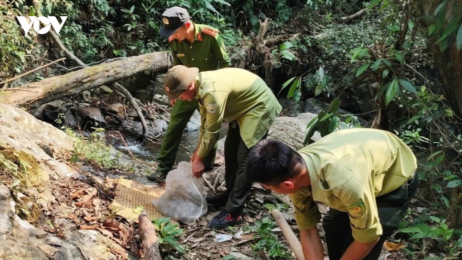 Người dân Lâm Đồng tự nguyện giao nộp động vật quý hiếm, thả về rừng