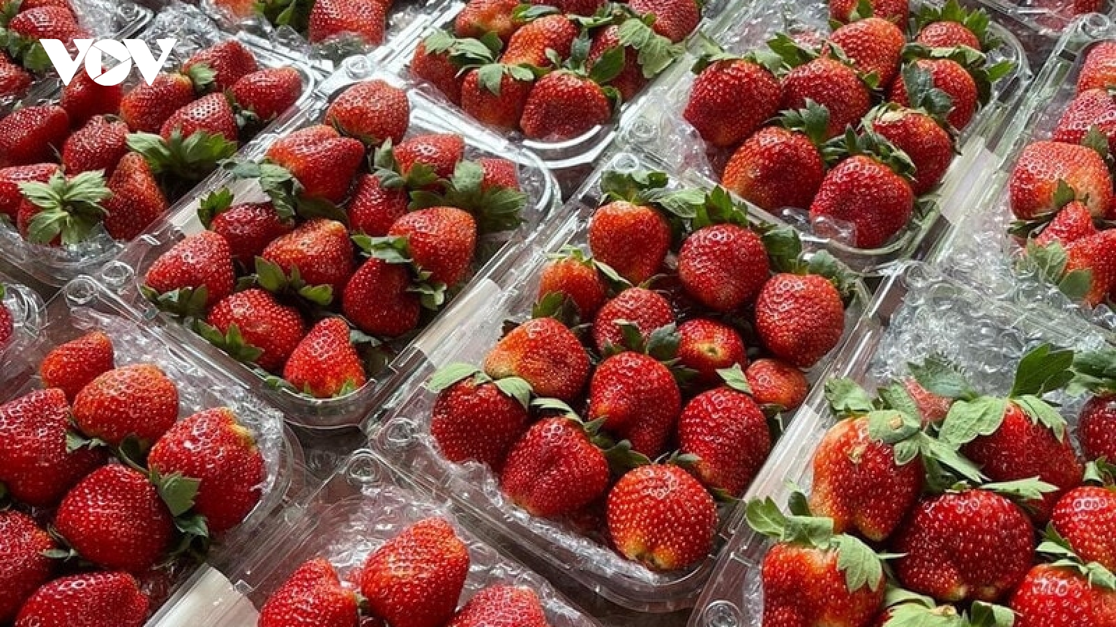 Cơ hội triệu đô cho doanh nghiệp Việt khi xuất khẩu dâu tây tăng 2.000 lần