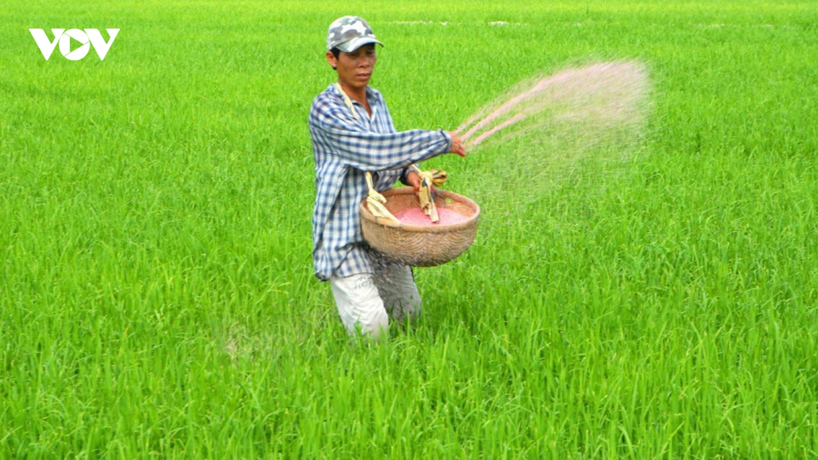 Nỗi lo của nông dân từ những bao phân bón mới