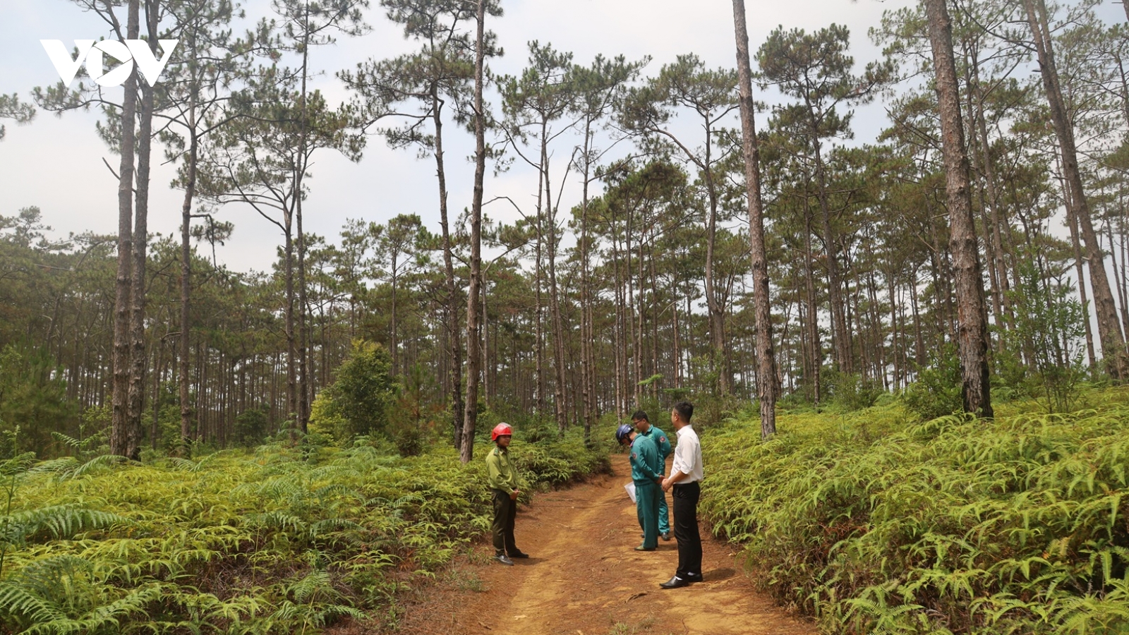 Gần 83 ha rừng ở Măng Đen chuyển mục đích sử dụng để làm khu đô thị