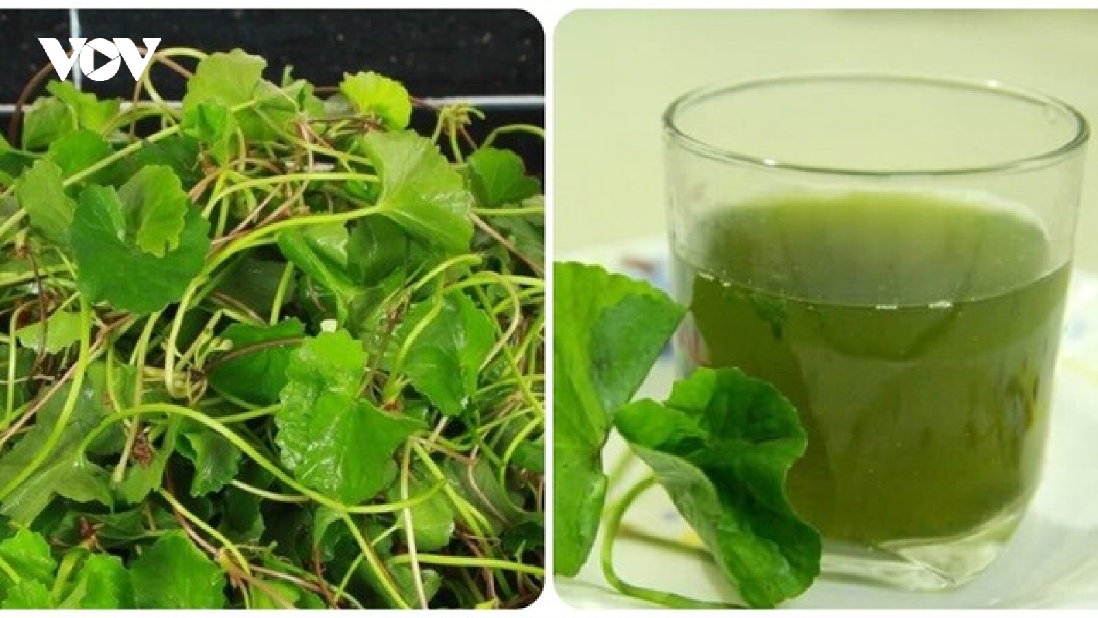Nước rau má được yêu thích trong mùa hè, những người không nên uống
