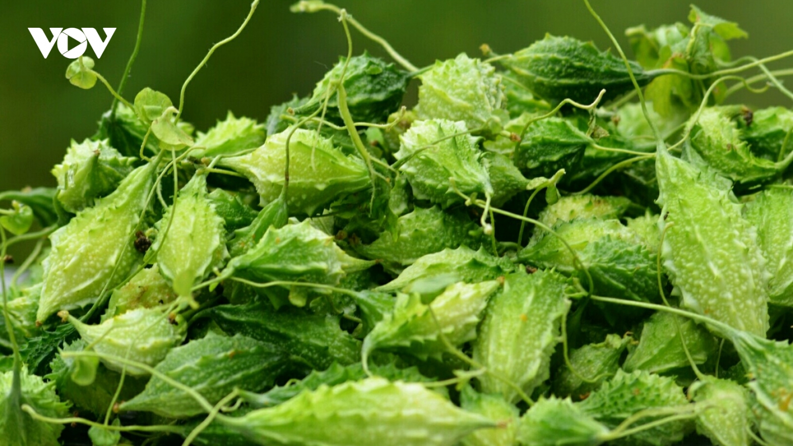 Việt Nam có vị thuốc quý bổ đủ đường cho sức khỏe và sắc đẹp