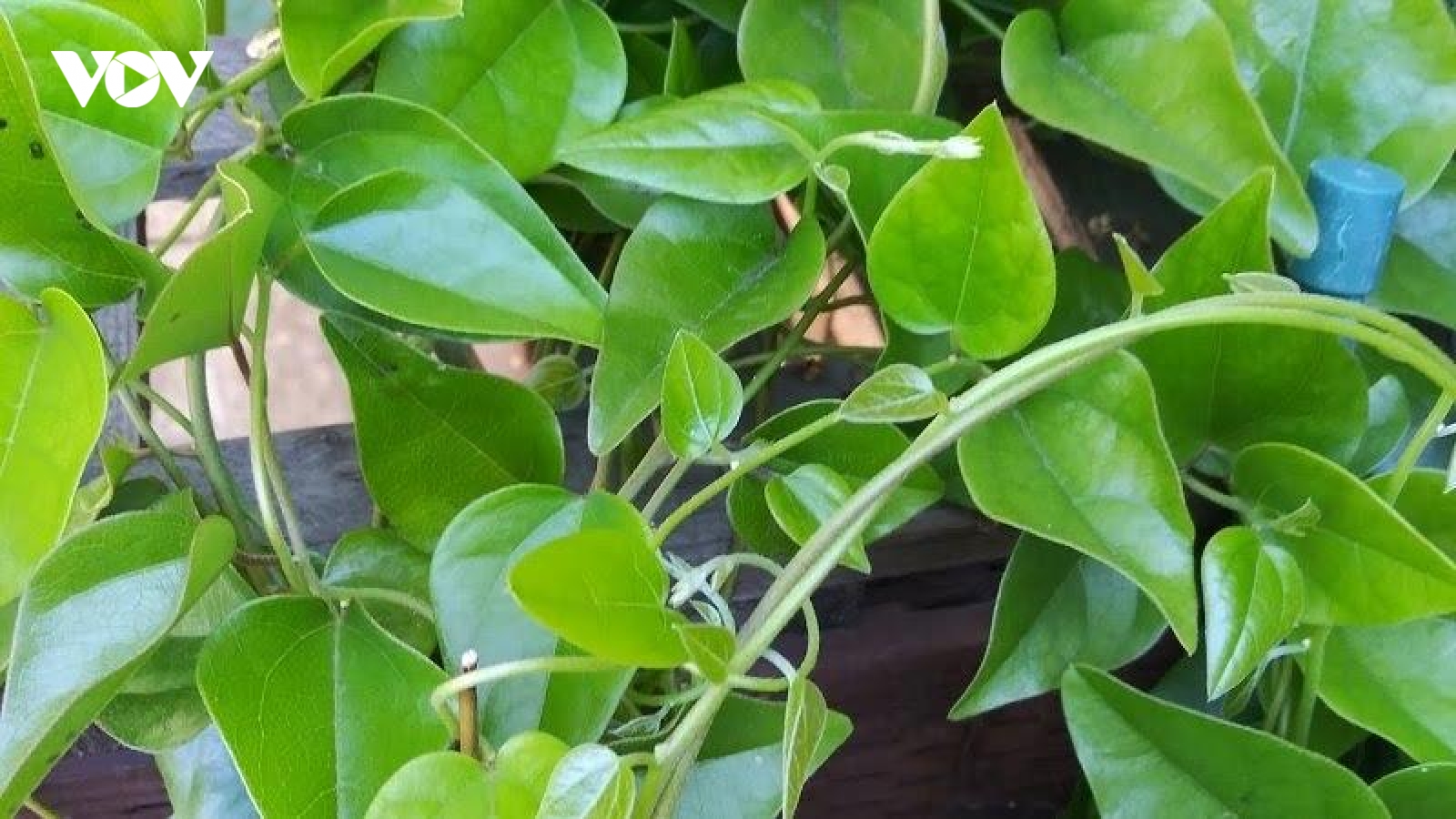 Việt Nam có “thần dược” giải độc, mát gan chẳng cần trồng vẫn mọc dại đầy vườn