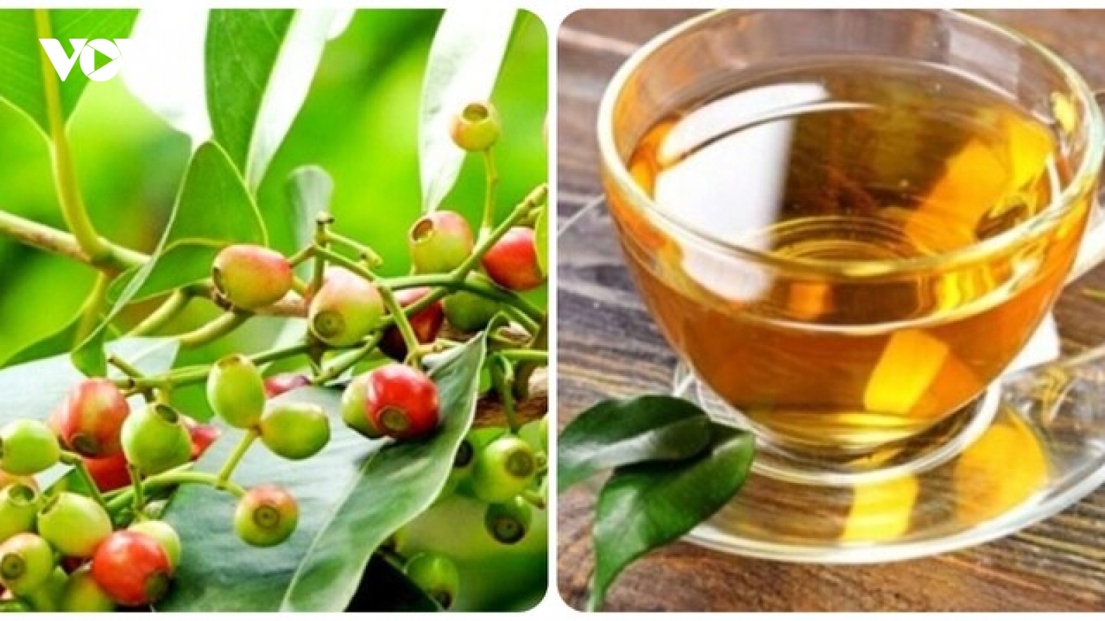 Bài thuốc chữa bệnh từ lá vối