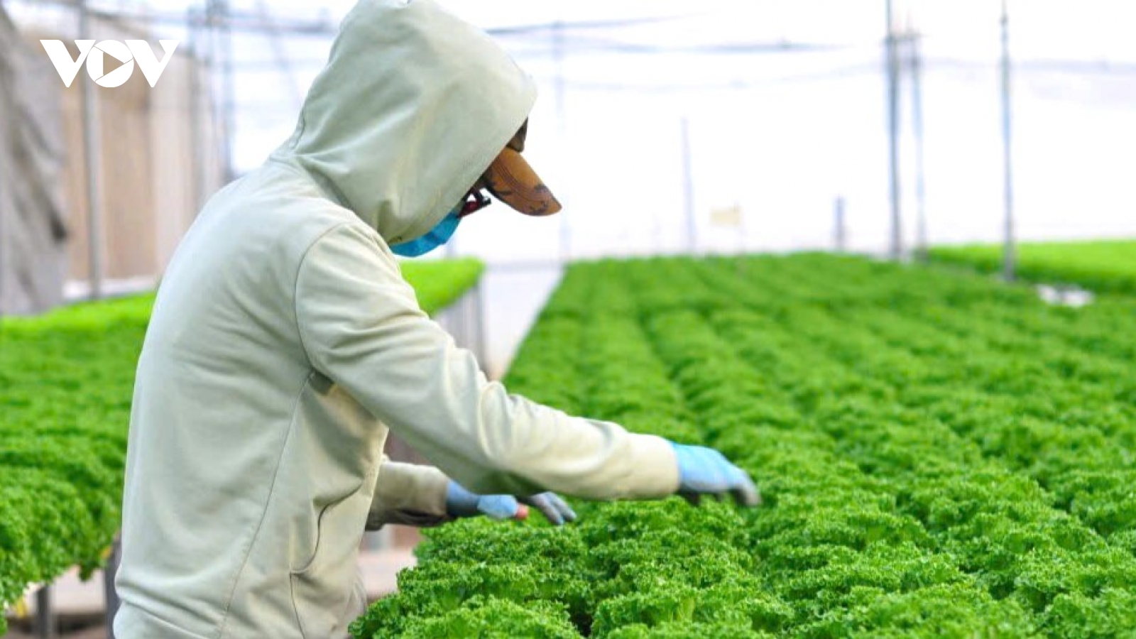 Lâm Đồng duy trì xu hướng tích cực trong xuất khẩu nông, thuỷ sản