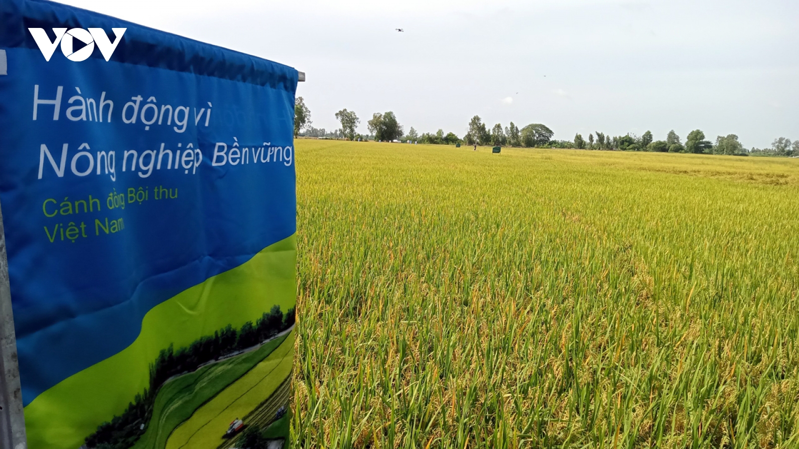 Định vị gạo Việt trên bản đồ thế giới từ giống lúa chất lượng cao