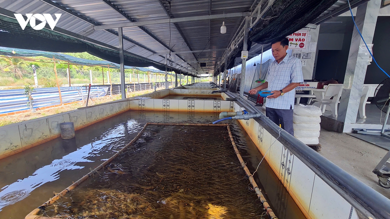 4.000 tấn lươn “quá lứa” vì giá thấp khiến người nuôi lươn Cần Thơ điêu đứng