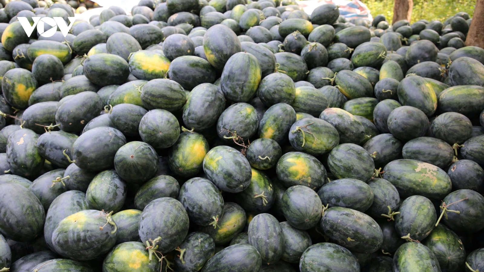 Giá dưa hấu giảm còn 3.000 đồng/kg, nông dân lo lắng giữa vụ mùa