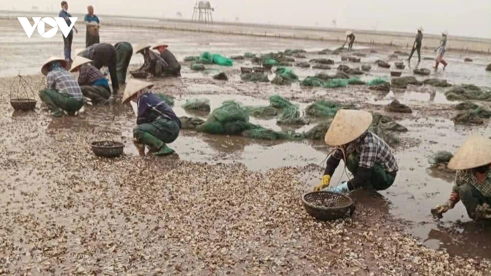 Ngao chết hàng loạt ở xã ven biển Hưng Yên