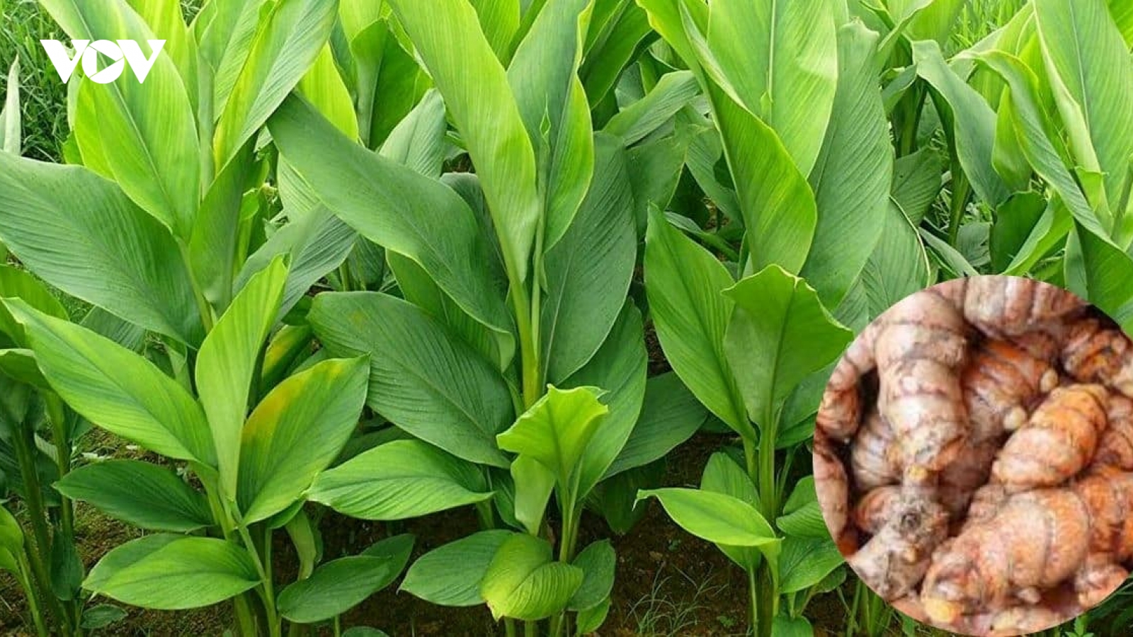 Cây thuốc quý chẳng chăm bón vẫn mọc đầy vườn, dùng mỗi ngày bổ dưỡng đủ đường