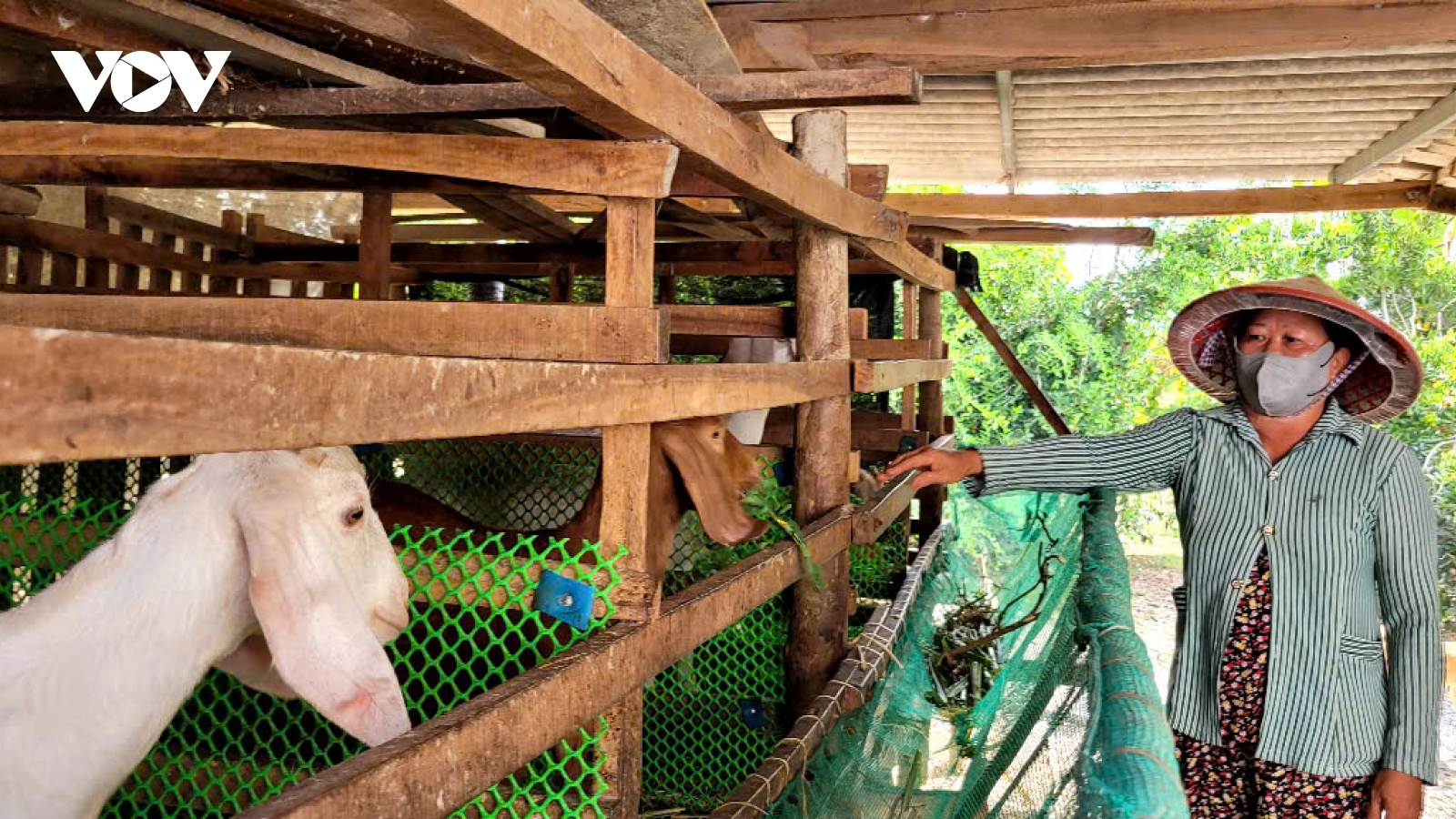 Giá dê thương phẩm tại Đồng Tháp cao nhất trong mấy chục năm qua