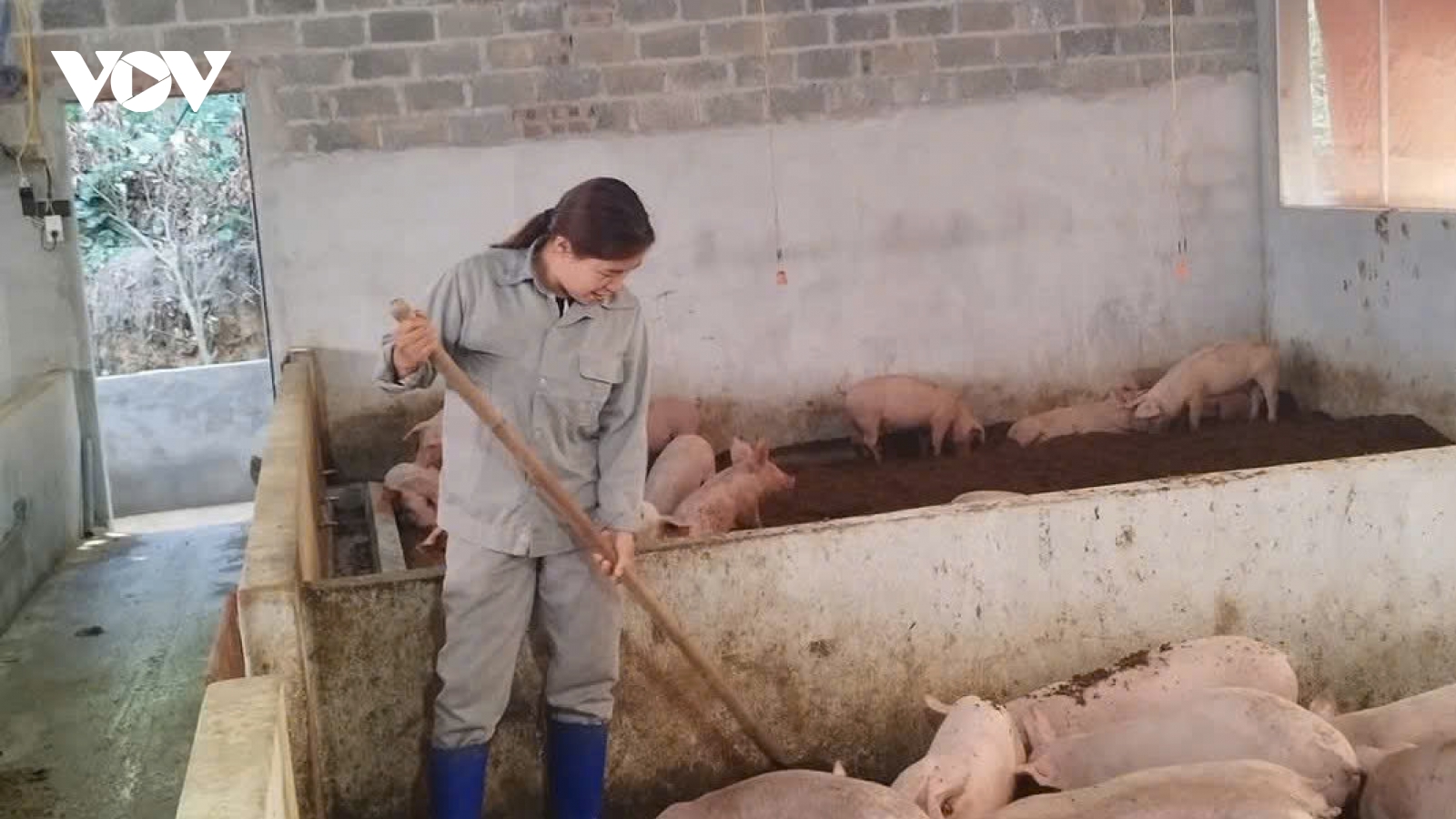 Thái Nguyên chủ động phòng, chống dịch tả lợn châu Phi từ cơ sở