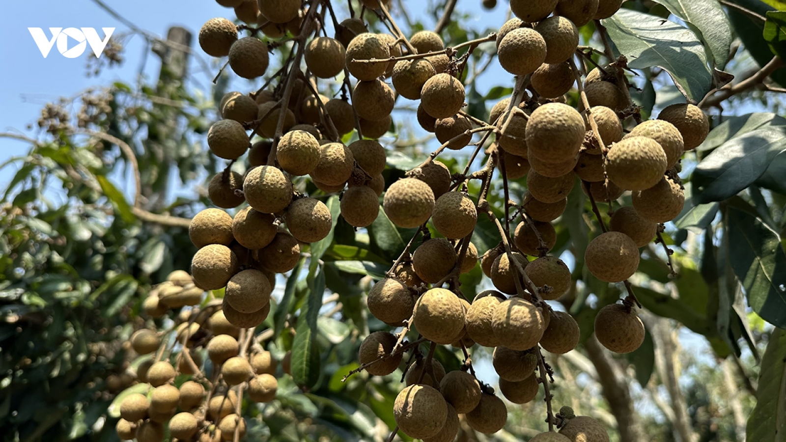 Nông dân Cần Thơ thu tiền tỷ từ trồng nhãn xuất khẩu sang thị trường khó tính