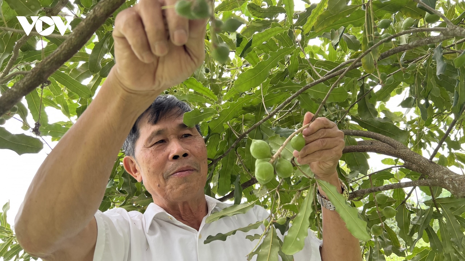 Mắc ca xen canh chè – kỳ vọng mới trên những nông trường xưa ở Lào Cai