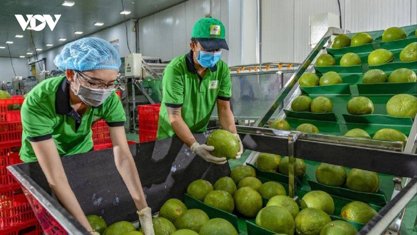 Việt Nam ký Nghị định thư xuất khẩu bưởi, chanh sang Trung Quốc