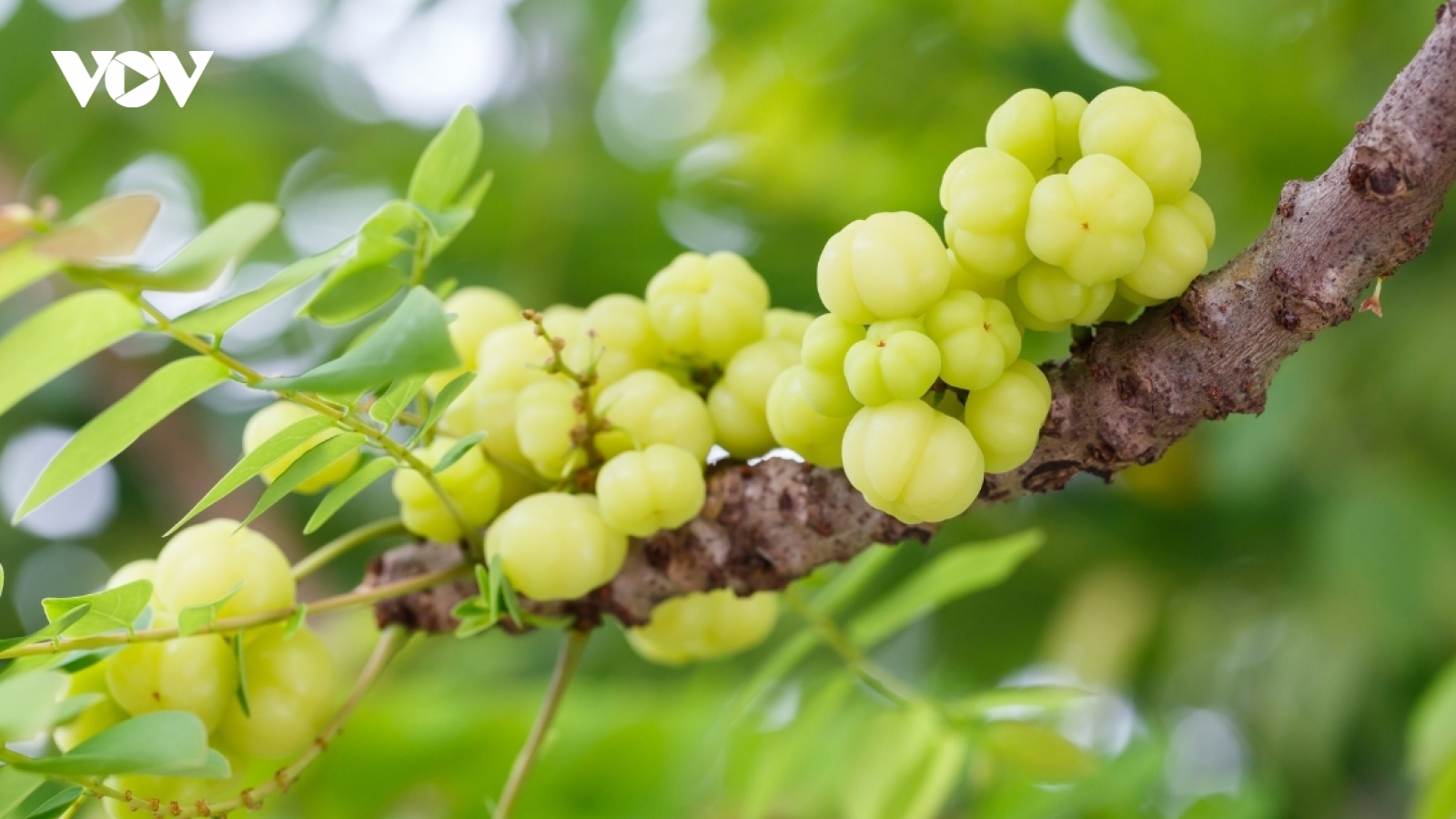 Loại quả từng rụng đầy bờ rào, nay “lột xác” thành đặc sản
