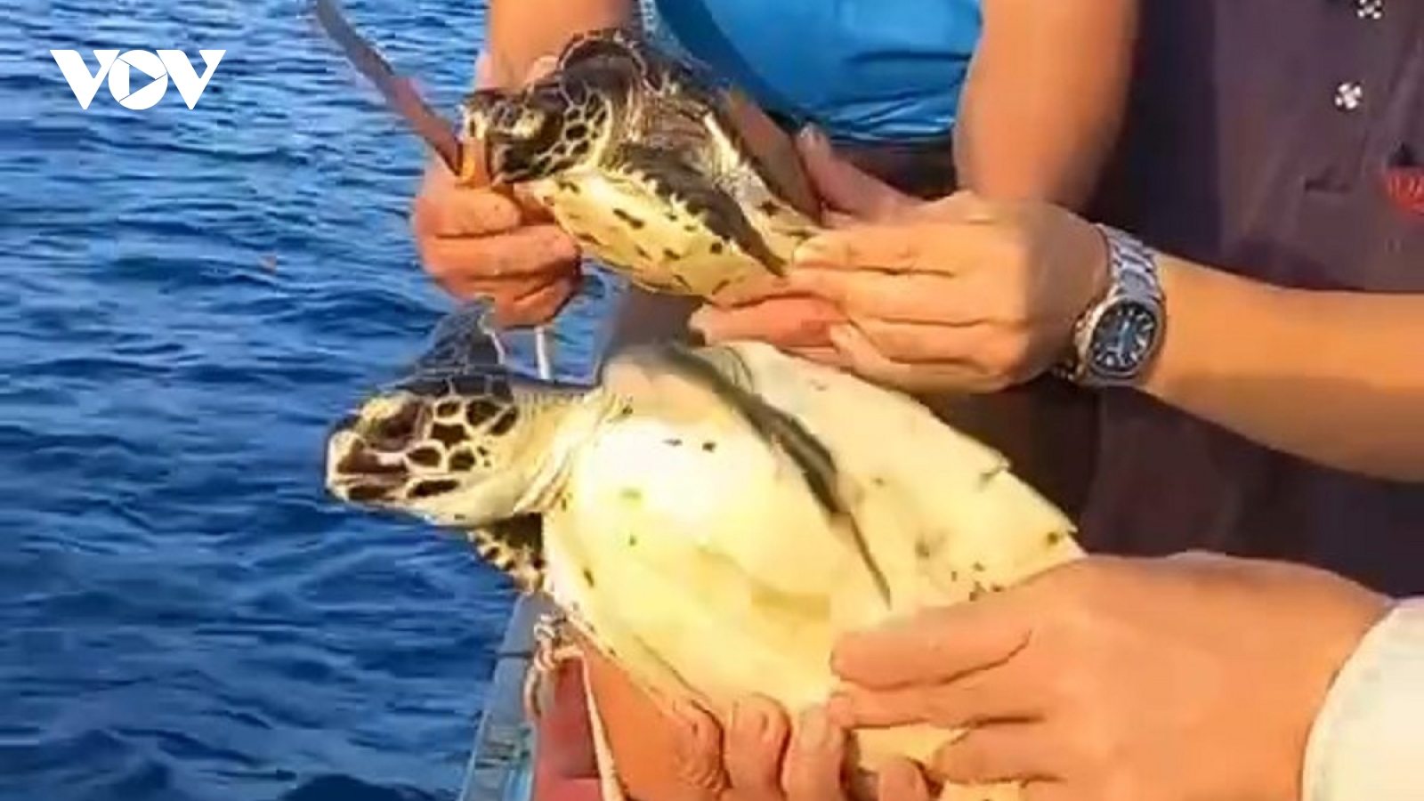 Giải cứu 2 cá thể rùa quý hiếm về lại vùng biển Phú Quý