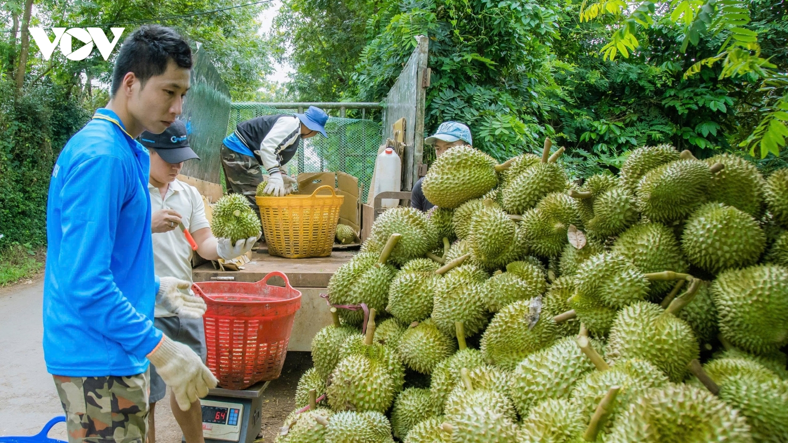 Nút thắt truy xuất nguồn gốc và lời giải cho sầu riêng xuất khẩu