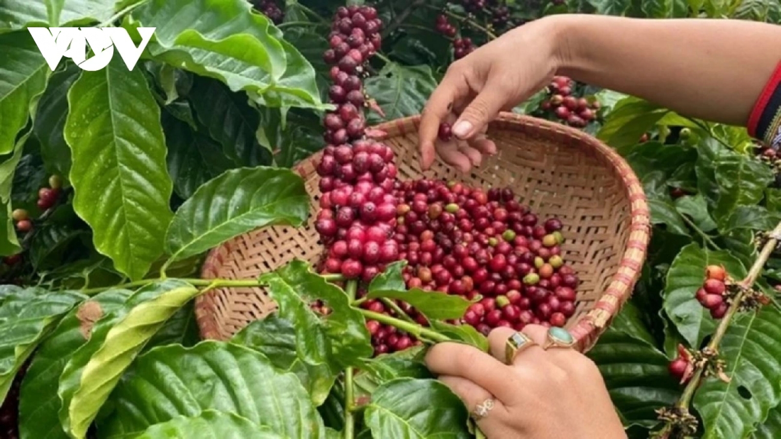 Giá cà phê hôm nay 5/6: Giá cà phê giảm trên cả 2 sàn quốc tế