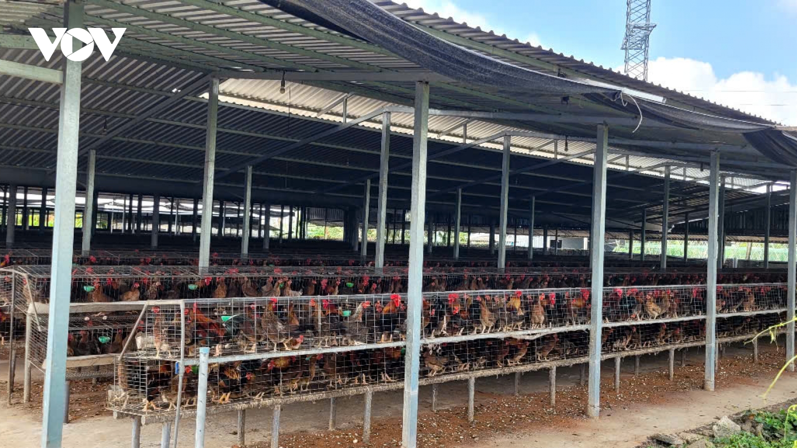 Đồng Tháp dẹp trại gà “khủng” gây ô nhiễm sau khi VOV phản ánh