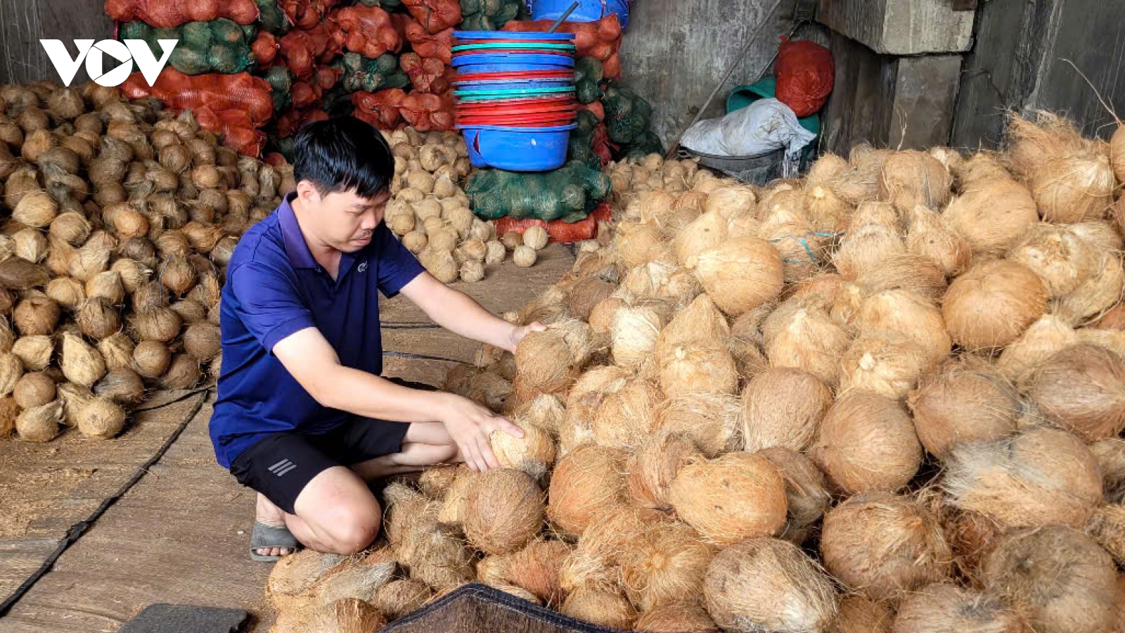 Đồng Tháp, Vĩnh Long: Trái dừa khô lao dốc, nhà vườn lao đao