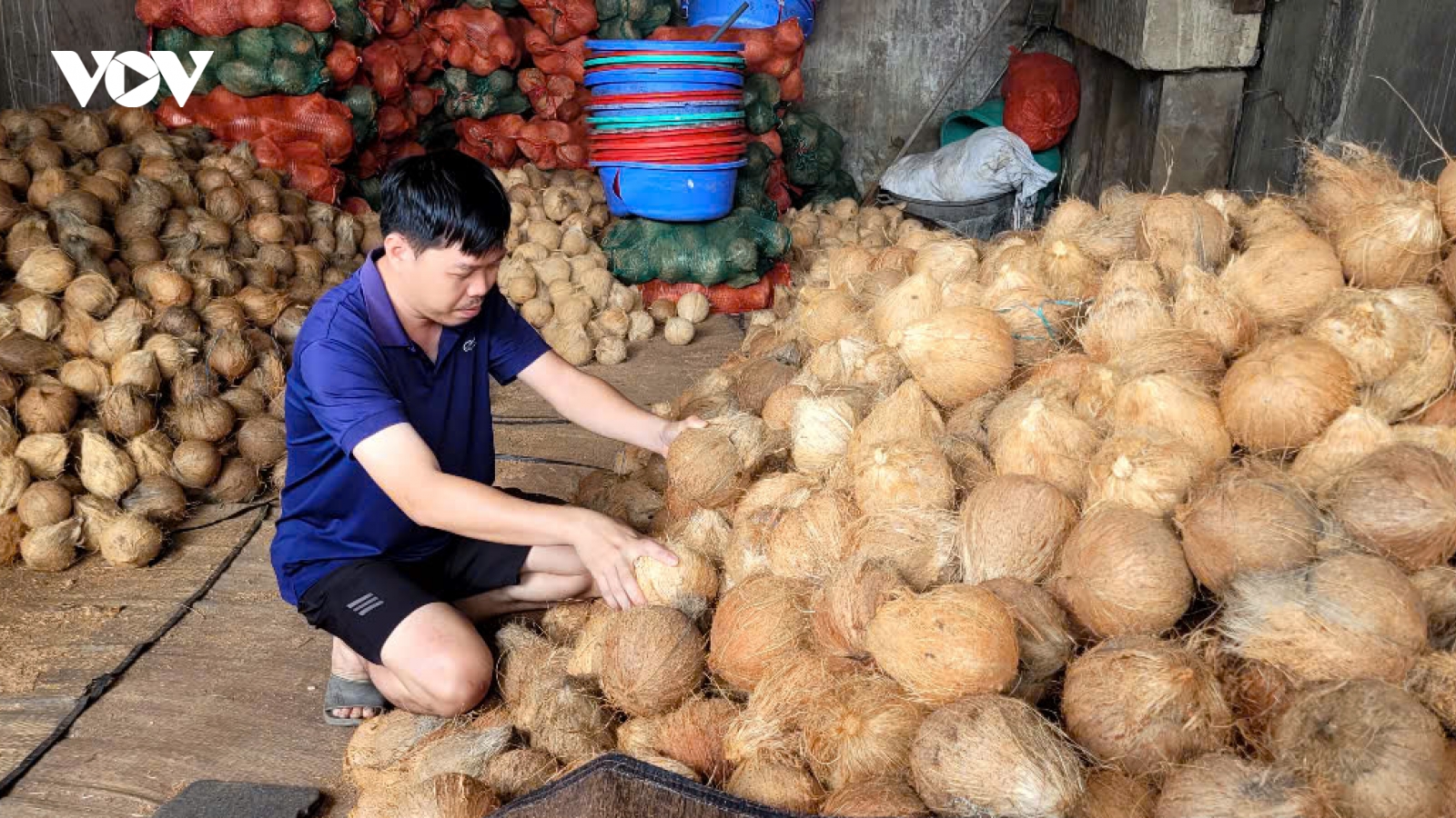 Đồng Tháp, Vĩnh Long: Trái dừa khô lao dốc, nhà vườn lao đao
